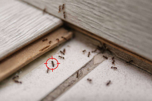 Best Pest Control for Restaurants  in Washington Terrace, UT