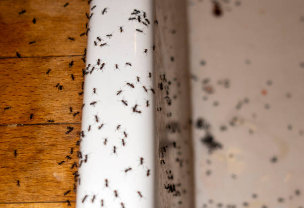 Best Pest Inspection Near Me  in Washington Terrace, UT